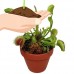Mature Venus Flytrap Plant - CARNIVOROUS -Dionaea-4" Clay Pot for Better Growth   